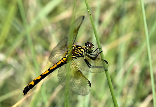 Seaside Dragonlet (Erythrodiplax berenice), a species recorded in Florida