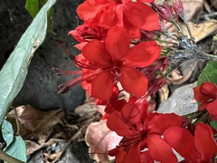 Clerodendrum splendens image