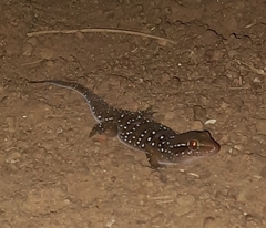 Hemidactylus triedrus