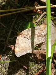 Macaria liturata