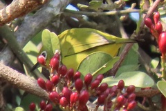 Zosterops anderssoni