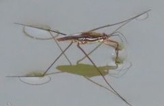Limnogonoides