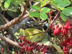 Zosterops anderssoni