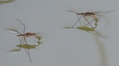 Limnogonoides