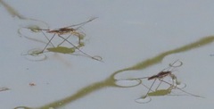 Limnogonoides