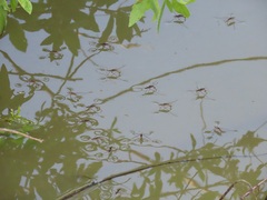 Limnogonoides