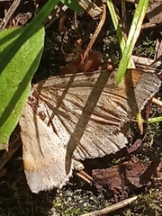 Macaria liturata