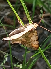 Macaria liturata