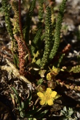 Ivesia lycopodioides scandularis