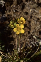 Ivesia lycopodioides scandularis