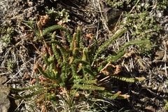 Ivesia lycopodioides scandularis