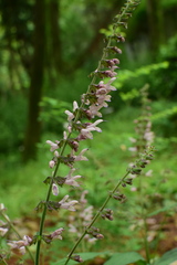 Salvia liguliloba