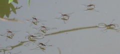Limnogonoides