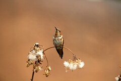 Selasphorus sasin sedentarius