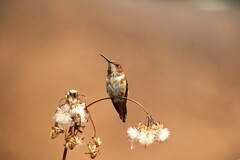 Selasphorus sasin sedentarius