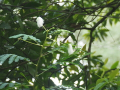 Zapoteca portoricensis