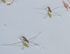 Limnogonoides