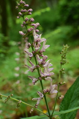 Salvia liguliloba