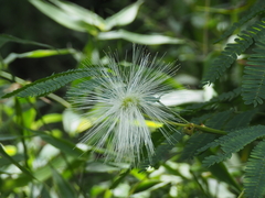 Zapoteca portoricensis