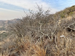 Commiphora neglecta