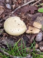 Amanita