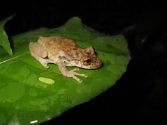 Scinax onca