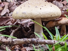 Amanita