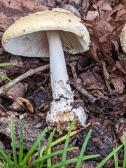 Amanita