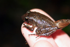 Craugastor podiciferus