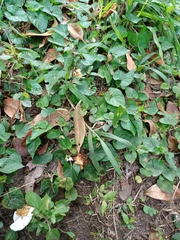 Viola pilosa