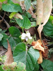 Viola pilosa