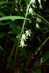 Disporopsis