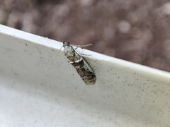 Pseudacrobasis tergestella