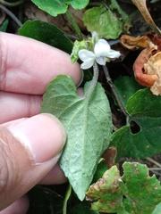 Viola pilosa