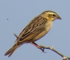 Euplectes albonotatus