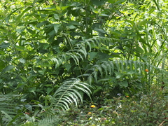 Pteridium revolutum