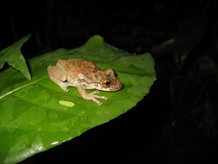 Scinax onca