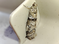 Acrobasis romanella