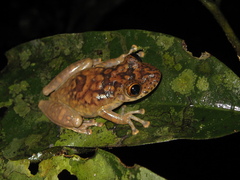 Scinax onca