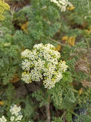 Dasispermum suffruticosum