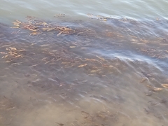 Potamogeton alpinus