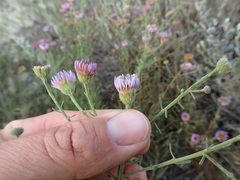 Erigeron blochmaniae