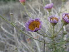 Erigeron blochmaniae