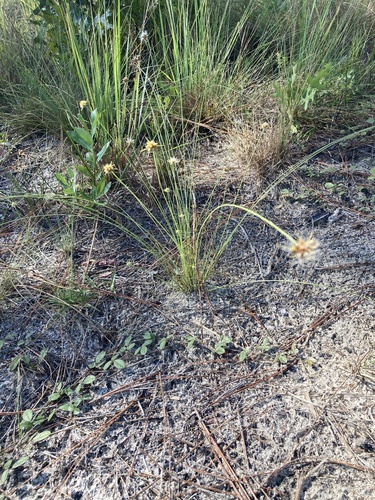 Ware's hairsedge (Bulbostylis warei)