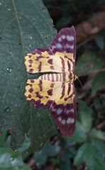 Dysphania subrepleta