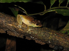 Scinax onca
