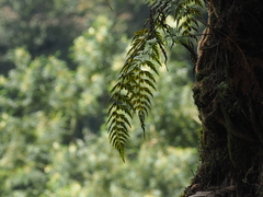 Asplenium aethiopicum