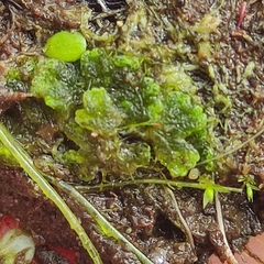 Riccia cavernosa