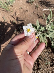 Solanum elaeagnifolium