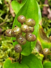 Maianthemum